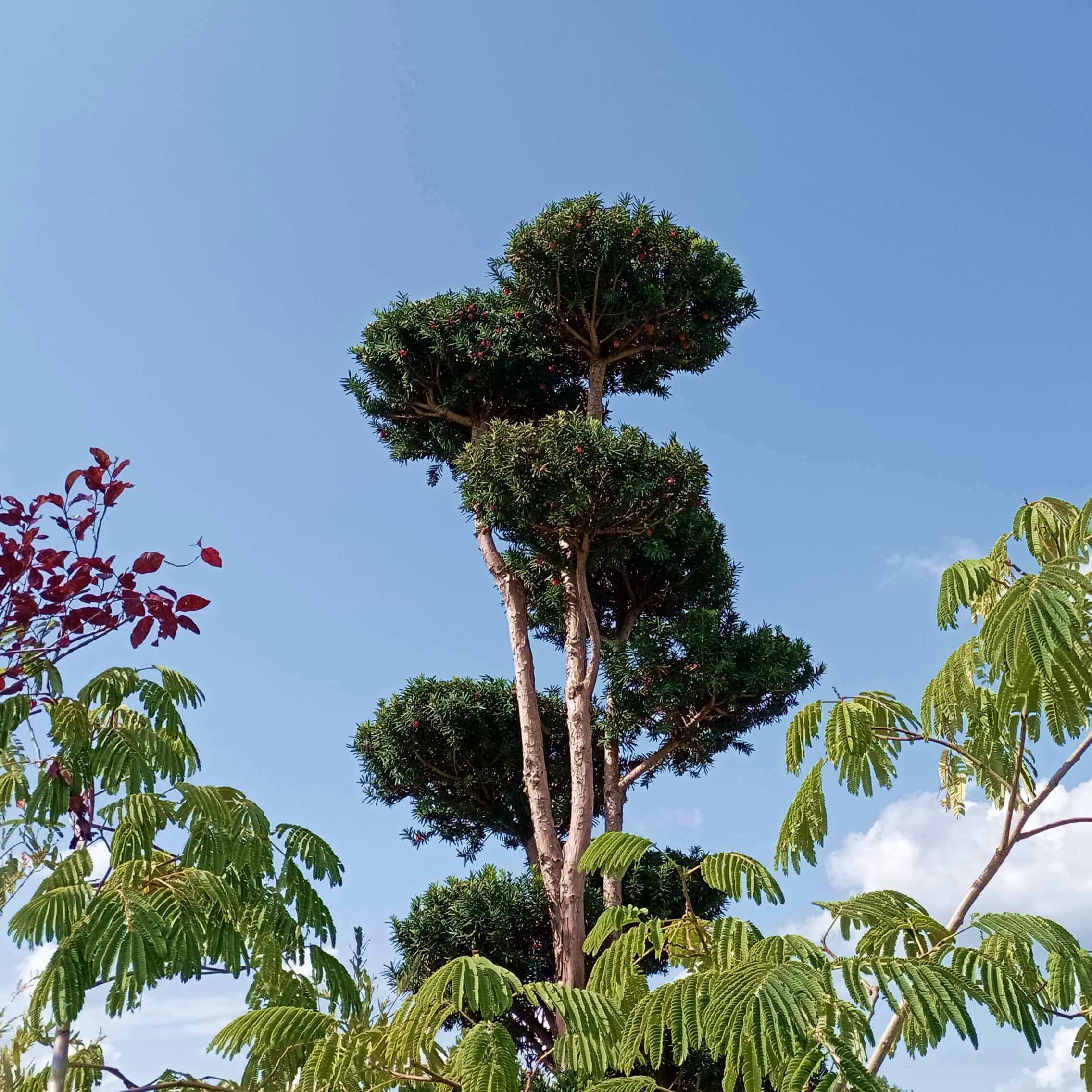 Oszlopos hibrid tiszafa Taxus x media 'Hicksii'